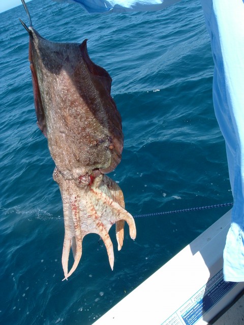 Big Mad Cuttlefish